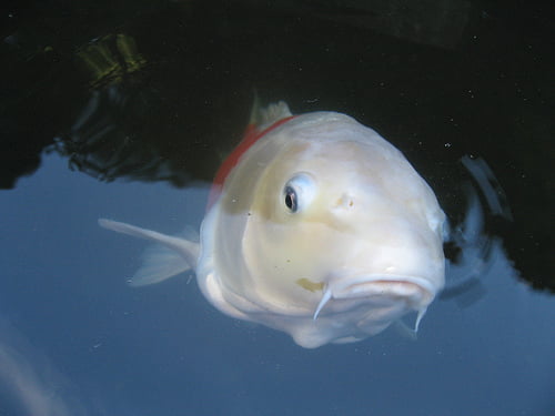 Coy Carp RosieB on February 29 2012 in Animals Stop looking I'm naked